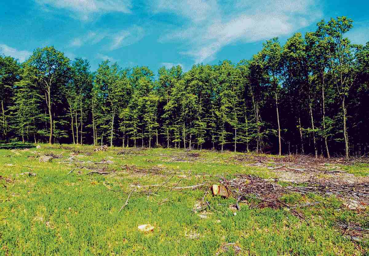 Párbeszéd: kisebb lesz a kár az erdőkben, de az utasítás nem írja felül a rendeletet