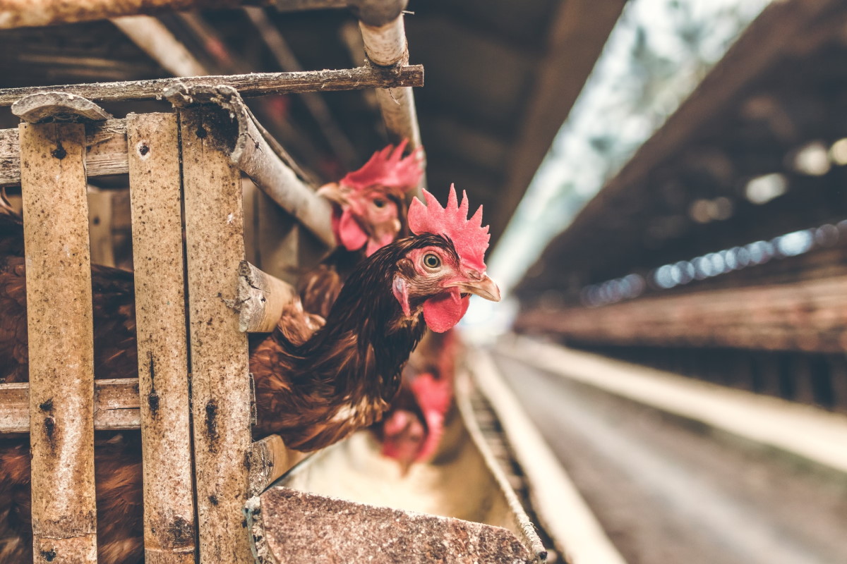 Az árstop miatt azonnali kormányzati segítséget kérnek a csirketartók
