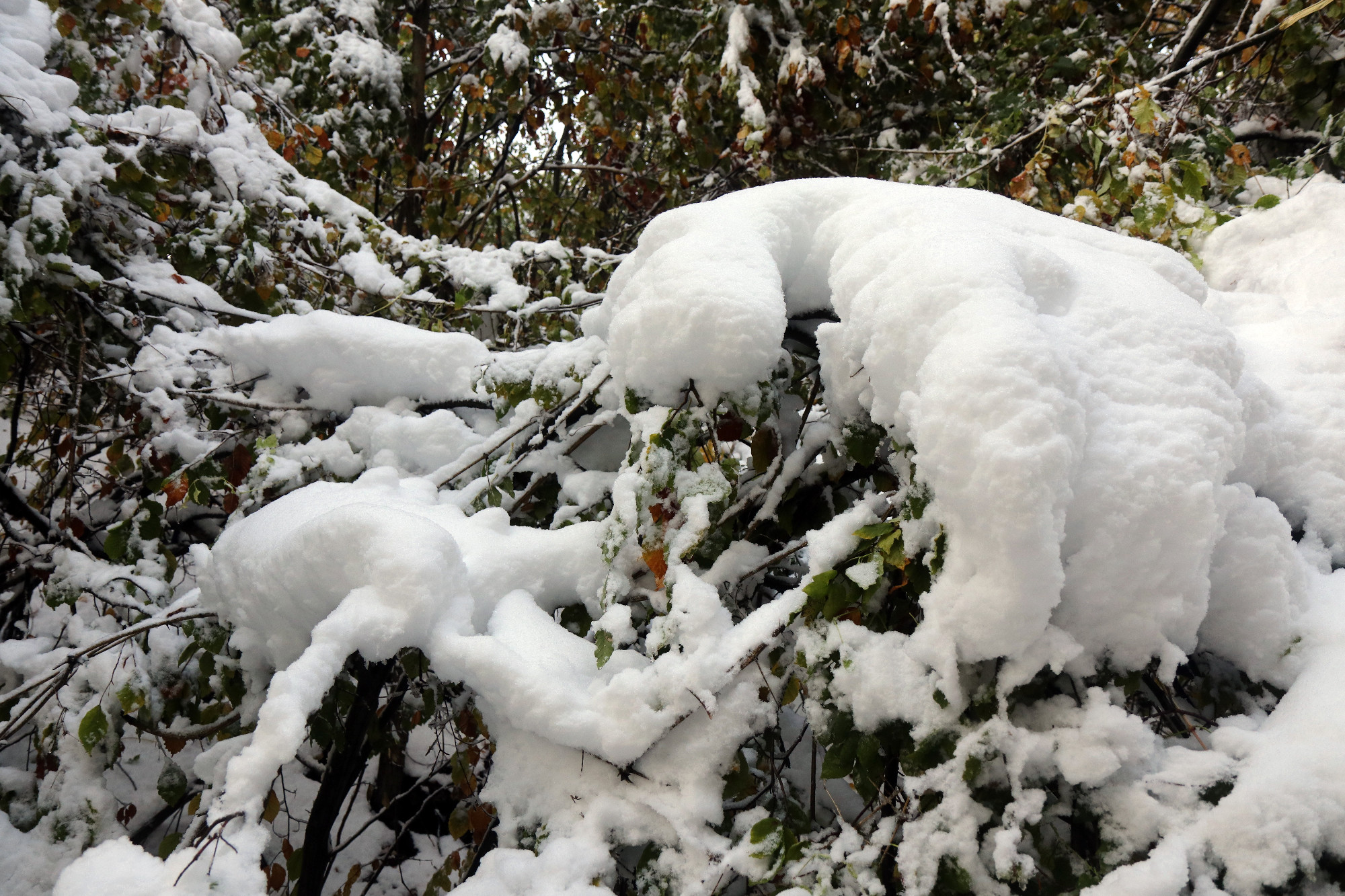 Fotókon, ahogy mindent beborít a hó a Bükkben