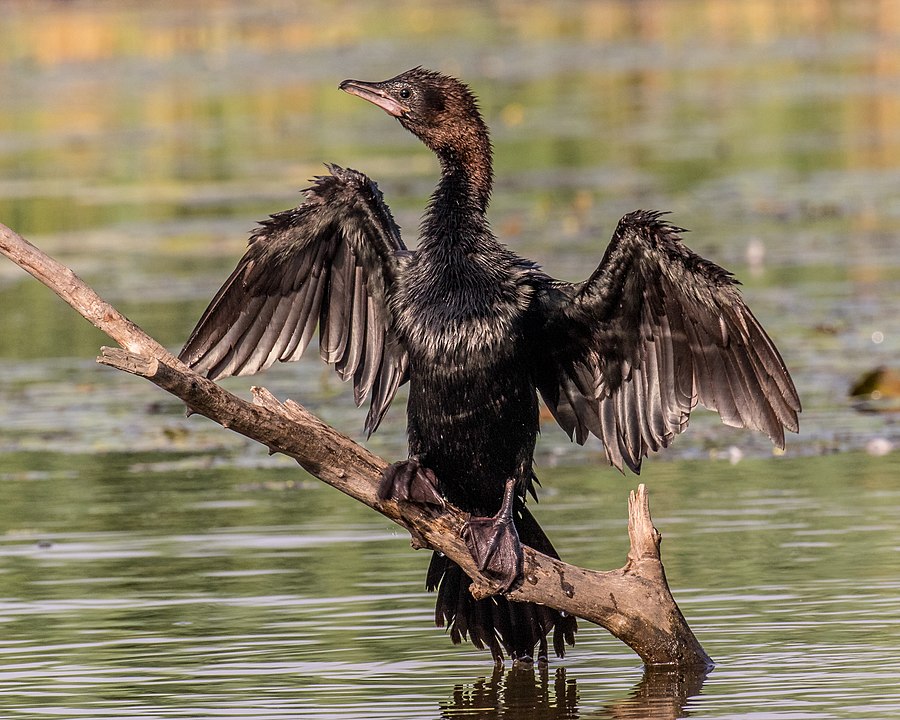 Vadorzók öltek madarakat a Tisza-tónál