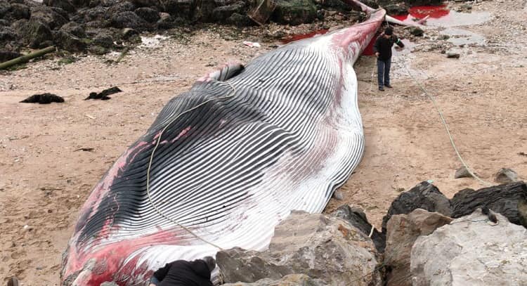 Két bálna lelte halálát a calais-i fövenyen