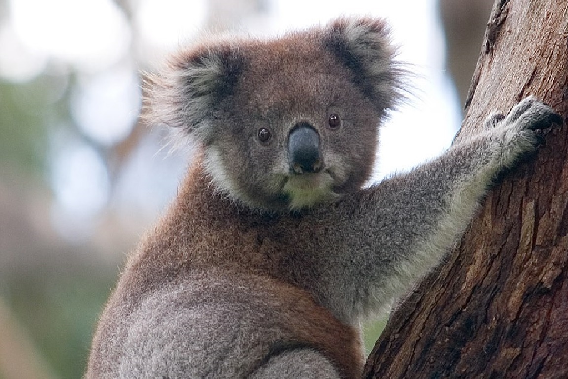 Veszélyeztetetté nyilvánították a koalát