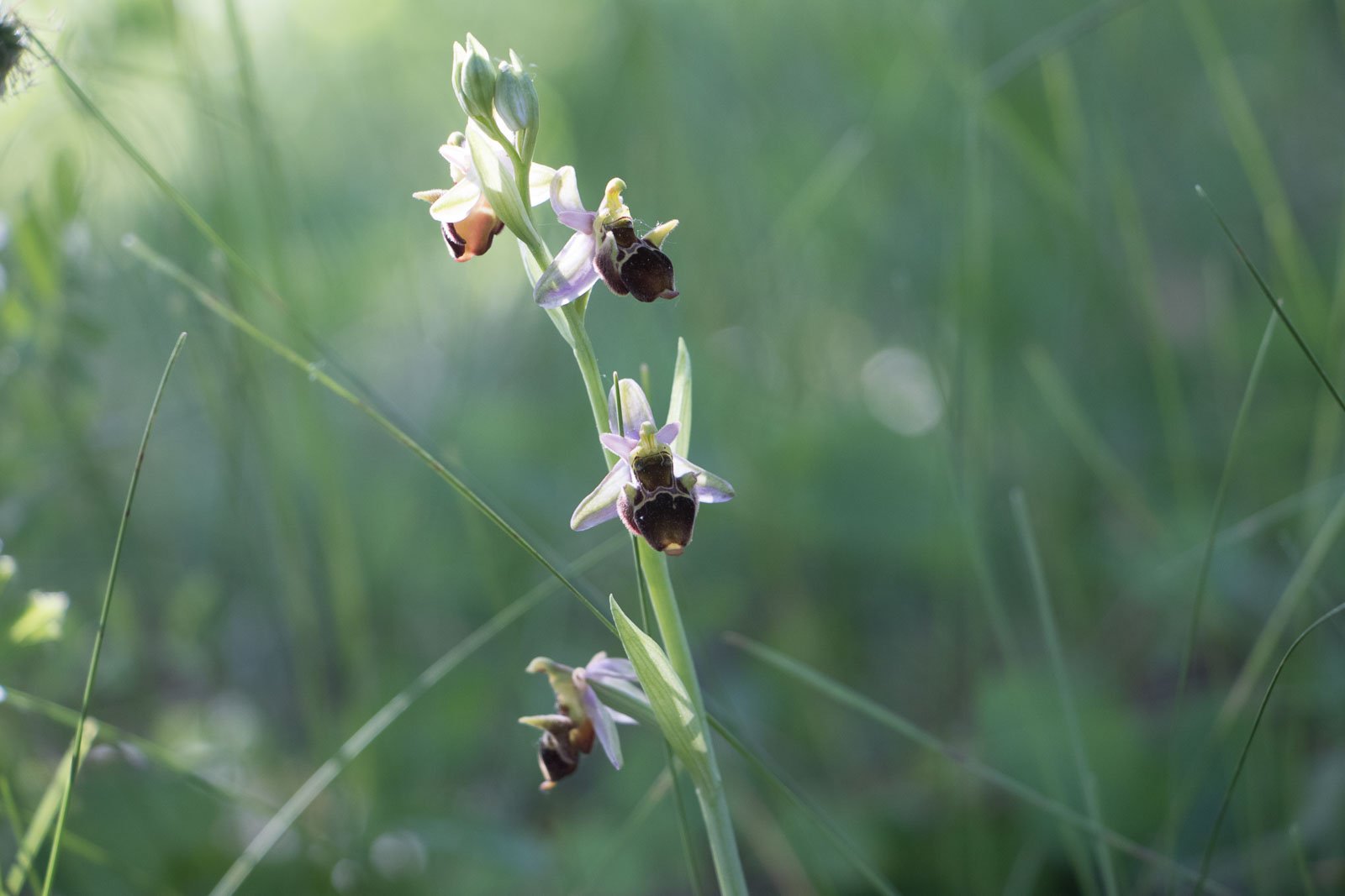 Őrsi Gergely: 250 millió forint eszmei értékű védett orchidea virágzik a II. kerületben