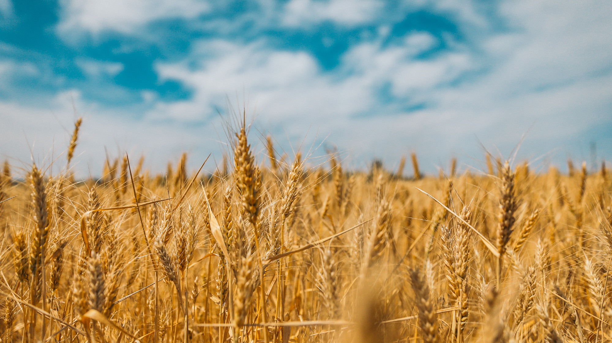 Az EU nem hosszabbítja meg az ukrán gabonastopot