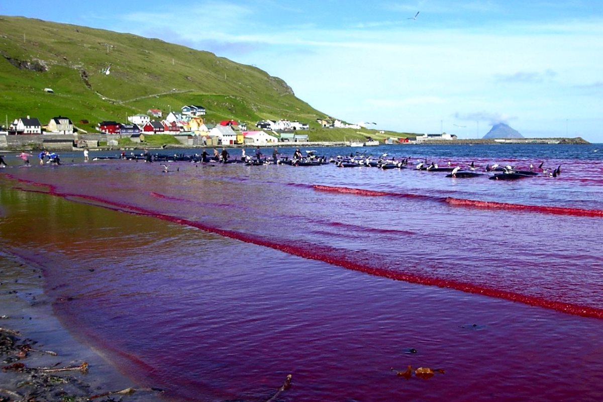 A Feröer-szigetek limitálja a leölhető delfinek számát