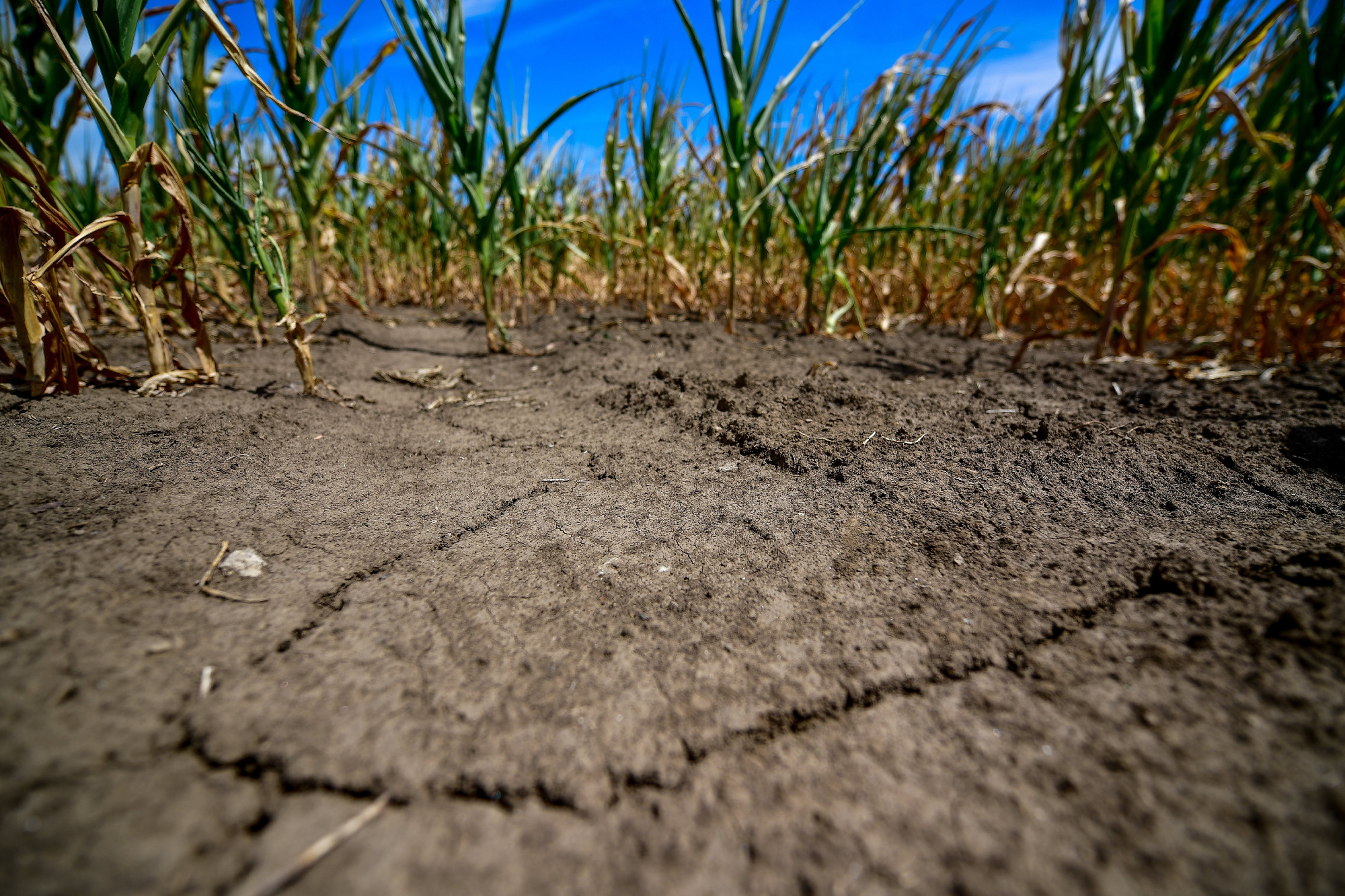 Egész Európában csökken a talajnedvesség – figyelmeztetnek az ELTE kutatói