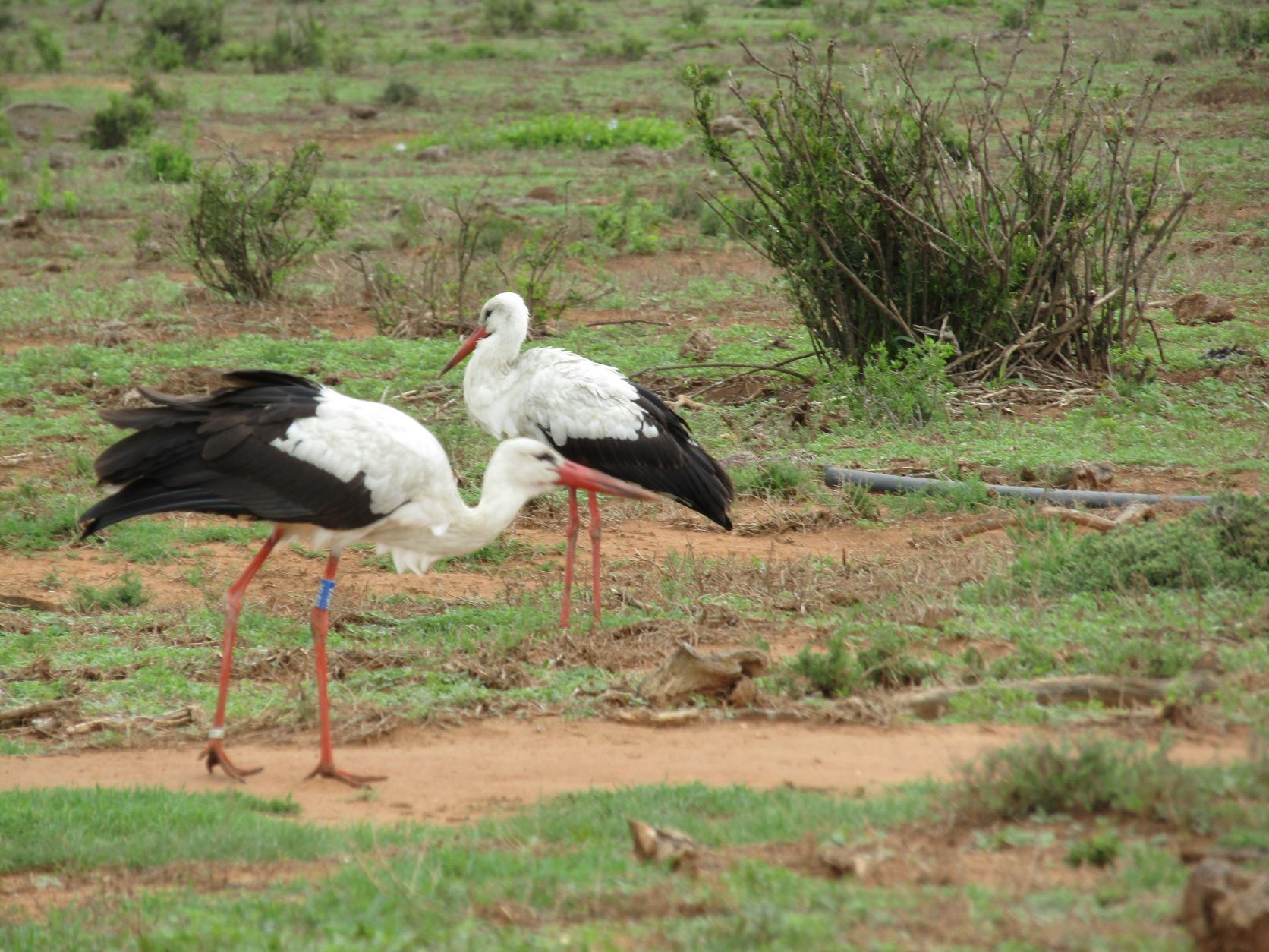 9037 kilométer távolságban Dél-Afrikában láttak egy Magyarországon gyűrűzött gólyát