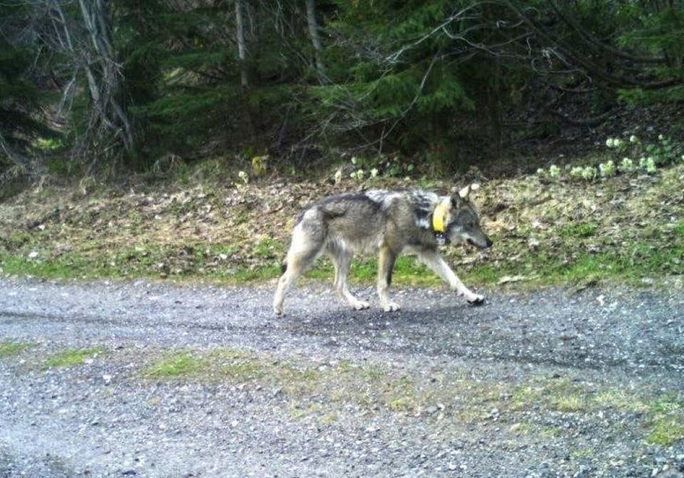 Házkutatást tartottak egy nyíregyházi vadásznál a lelőtt farkas ügyében 