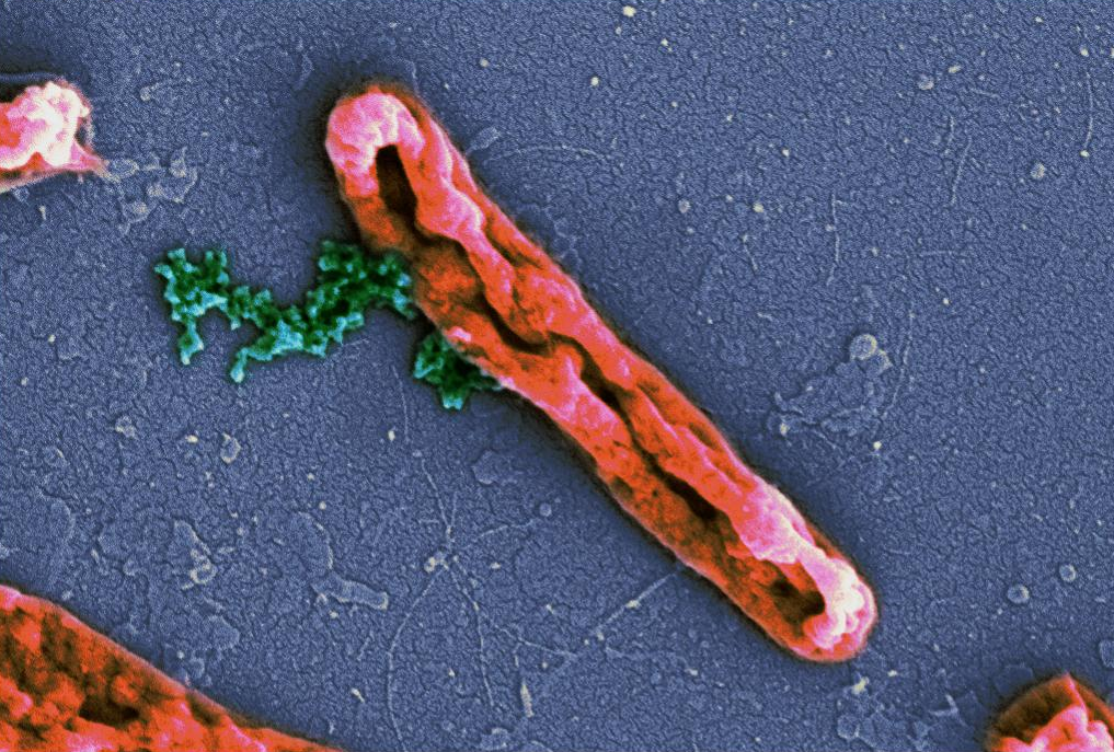 Az állattenyésztésben használt antibiotikumok a szuperbaktériumok kezére játszanak