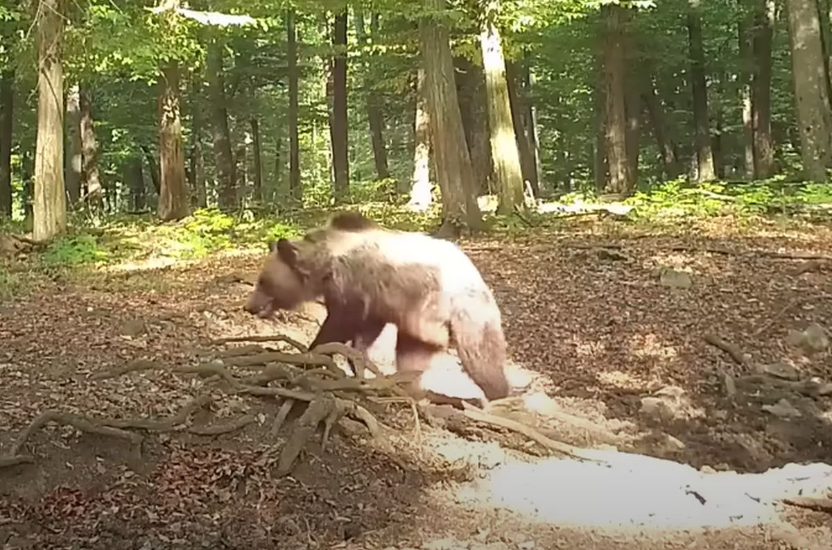 Állandósulhat a medvék jelenléte Magyarországon