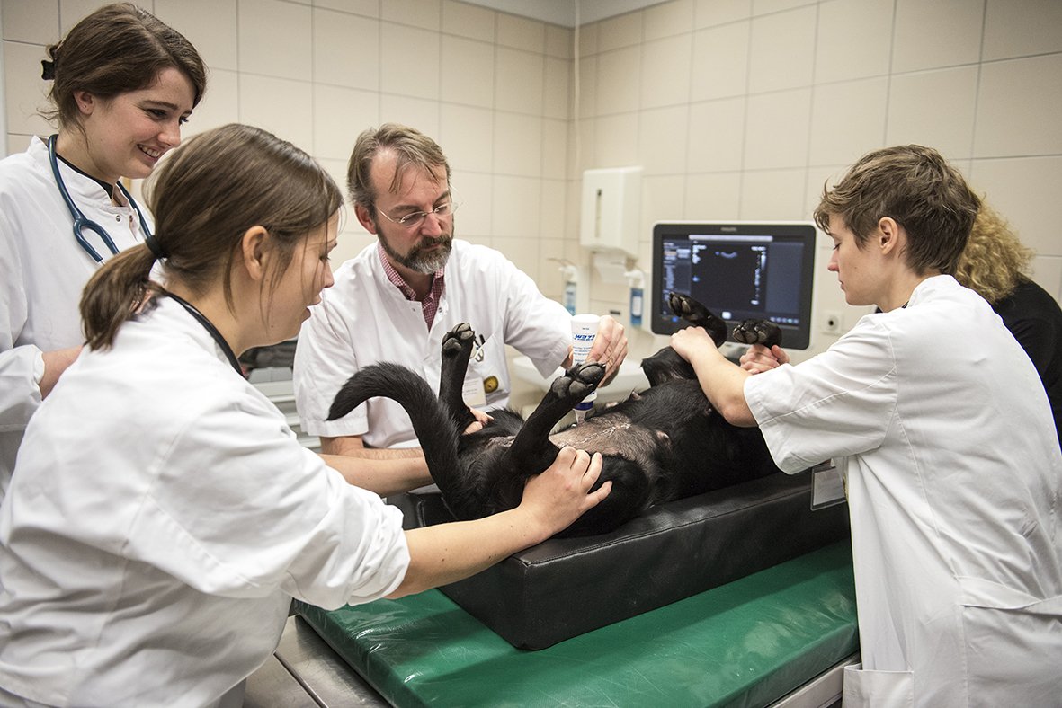 Szegedről Budapestre egy beteg kutyával éjjel – Szerte az országban leépült az állatorvosi ügyeleti rendszer