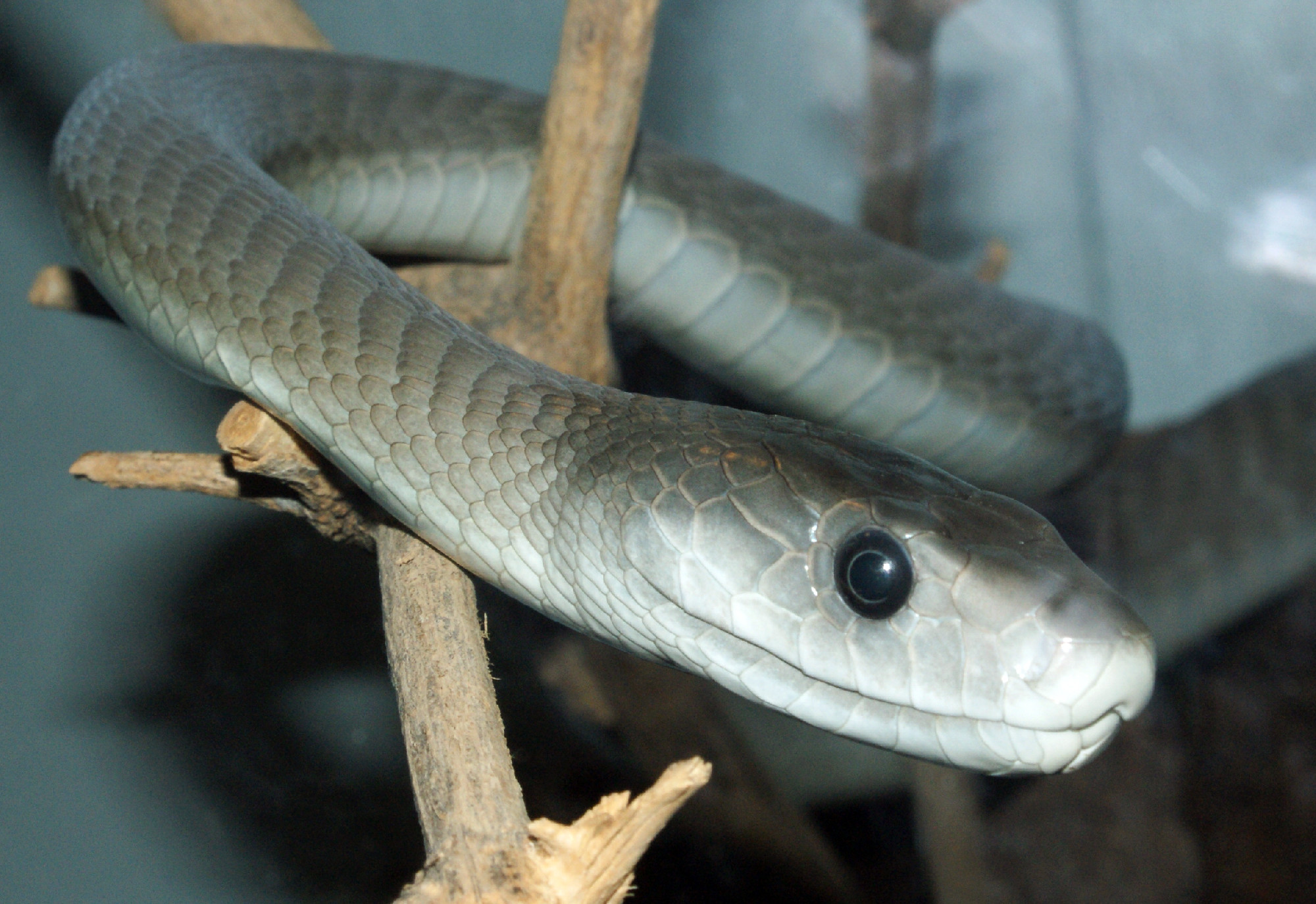 Univerzális ellenmérget állítottak elő a legmérgesebb kígyók marása ellen