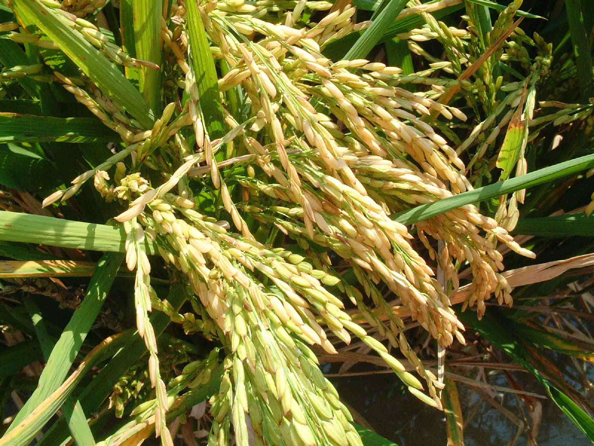 Betiltották a génmódosított rizs termesztését a Fülöp-szigeteken. És ez baj.