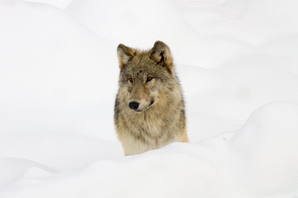 Mégsem mentették meg teljesen a farkasok a Yellowstone Parkot