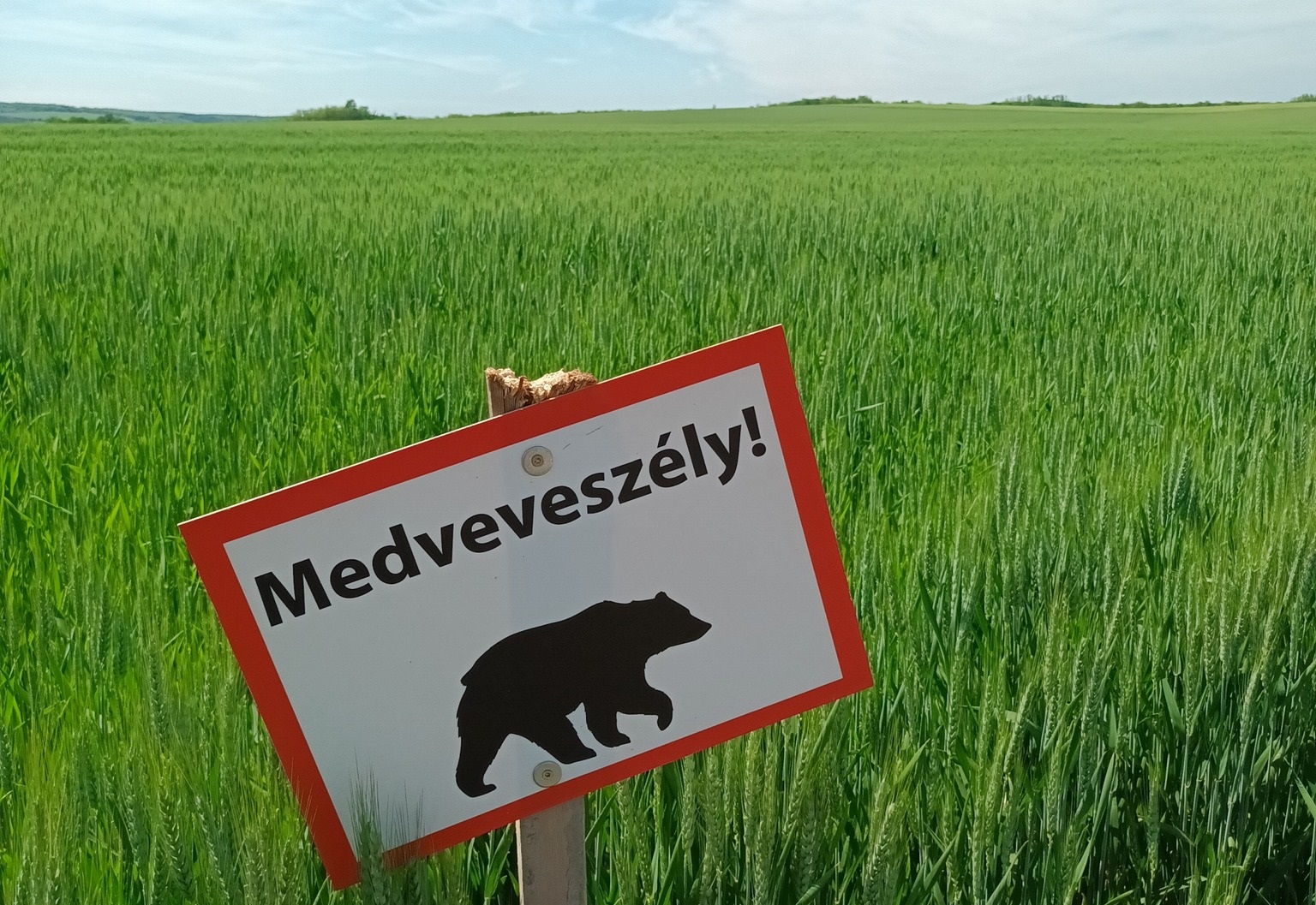 Magyarország egyre vonzóbb a medve, a farkas és társaik számára