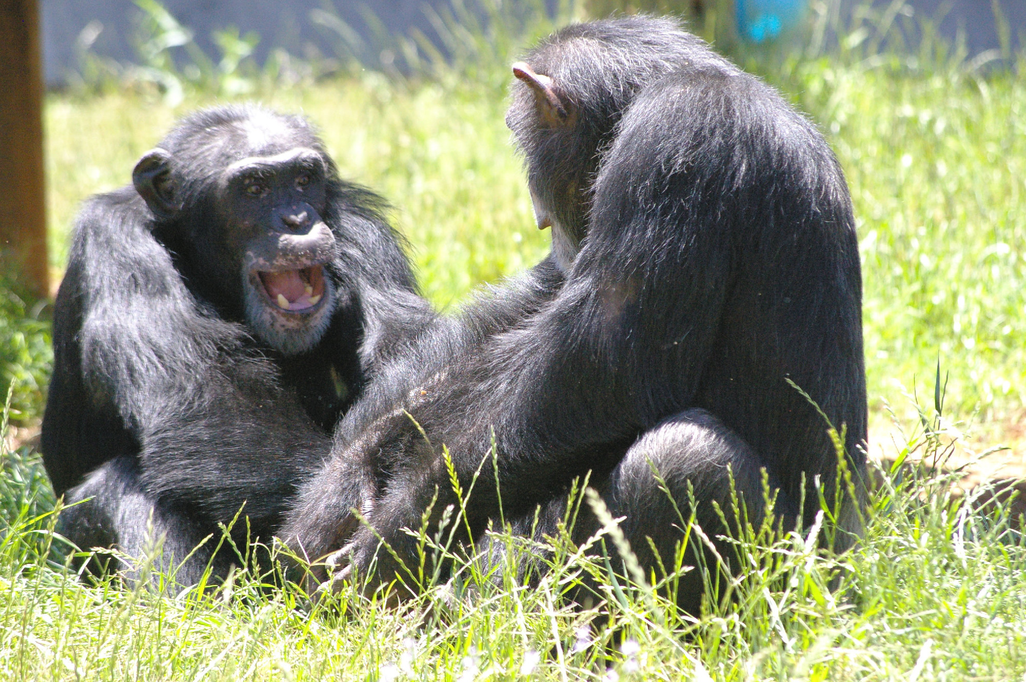 Van-e jogunk a sokszor szenvedést okozó kísérleteknek alávetni a csimpánzokat?