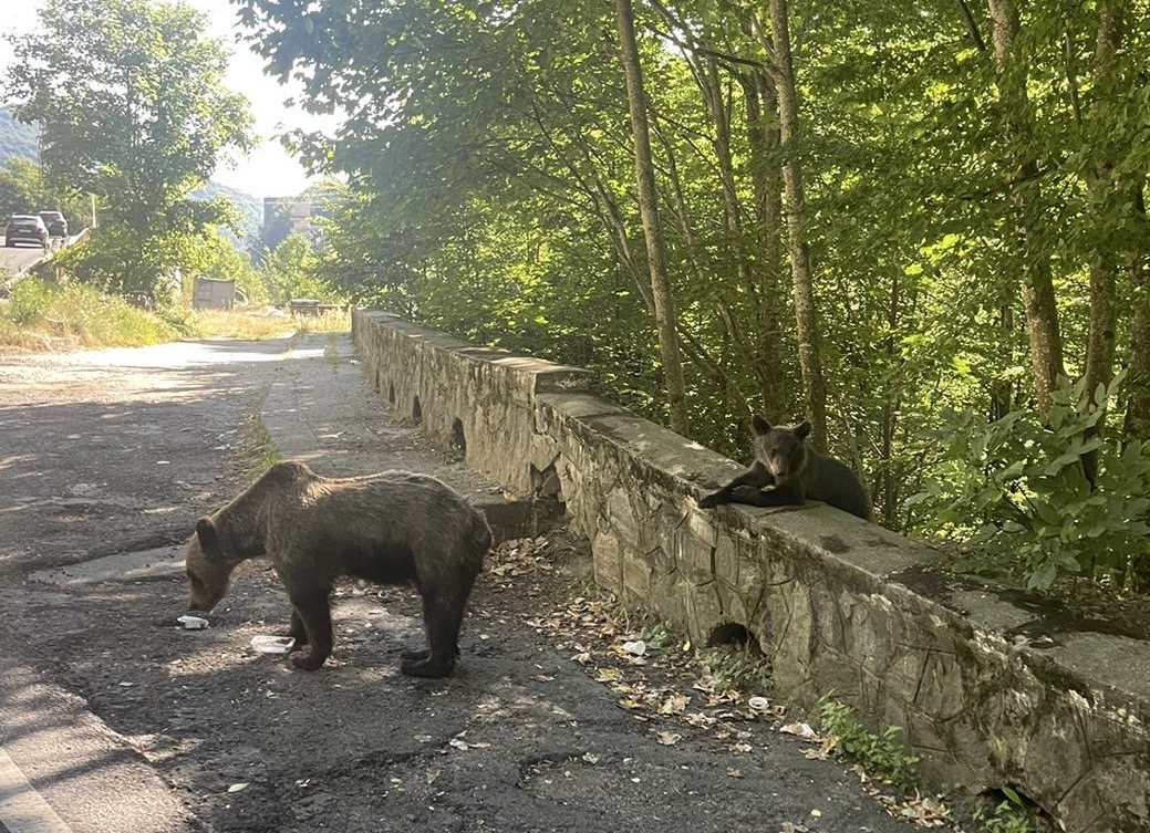 Medvék lepték el a Transzfogarast