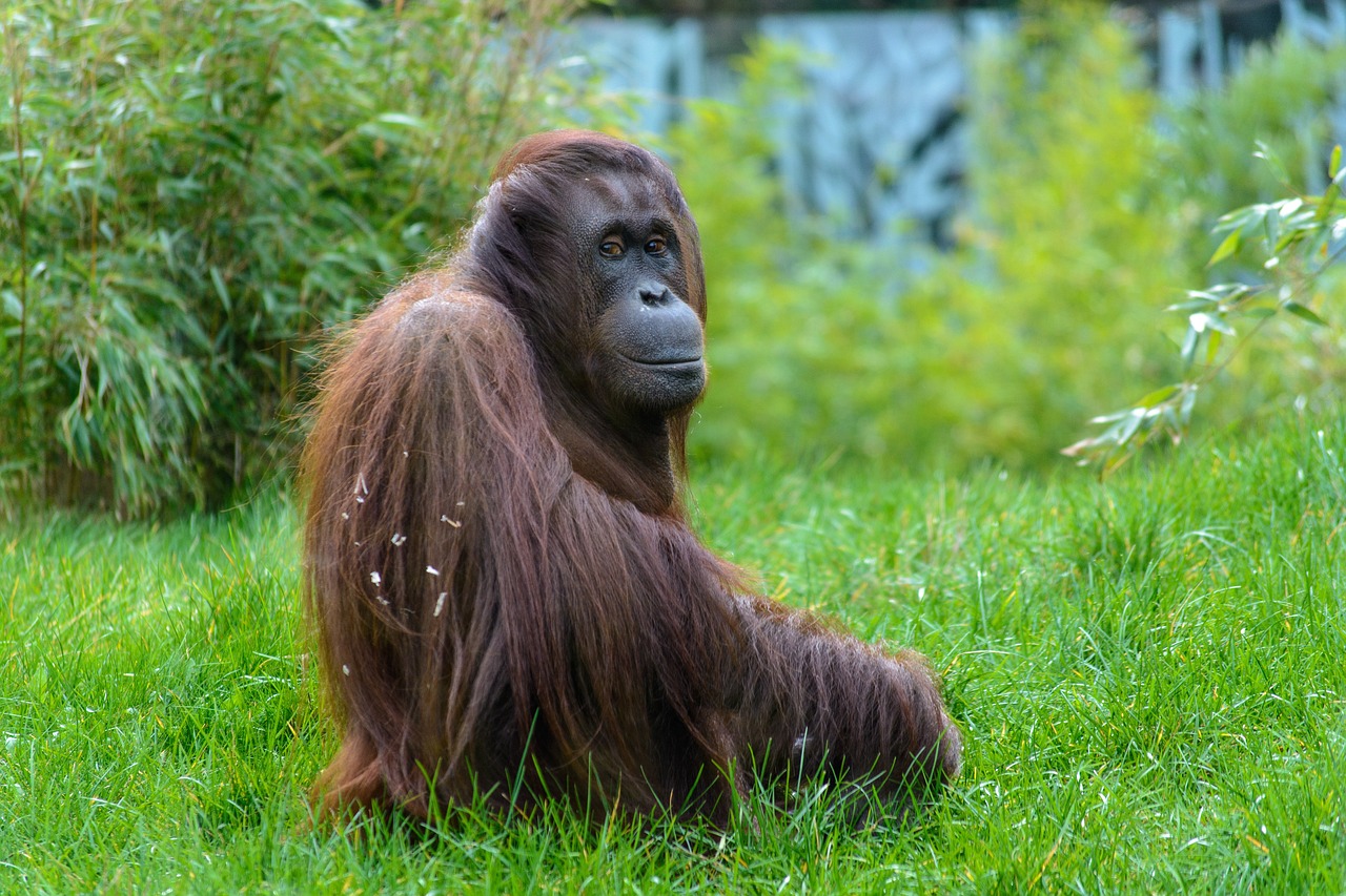 Elpusztult két orangután is nyáron a fővárosi állatkertben