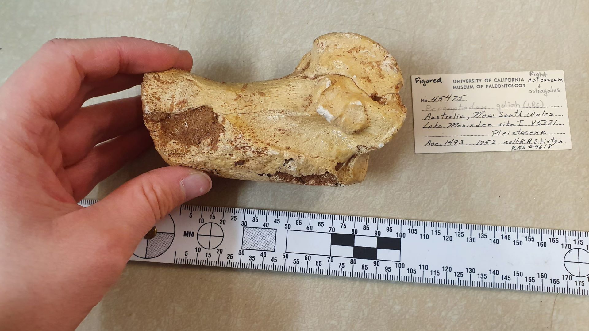 Negyed tonnát nyomott az őskenguru, mégis ugrált