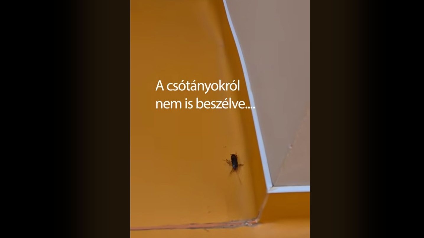 Csótányok grasszálnak a Széchényi könyvtárban – a dolgozók videón mutatták meg a munkahelyüket