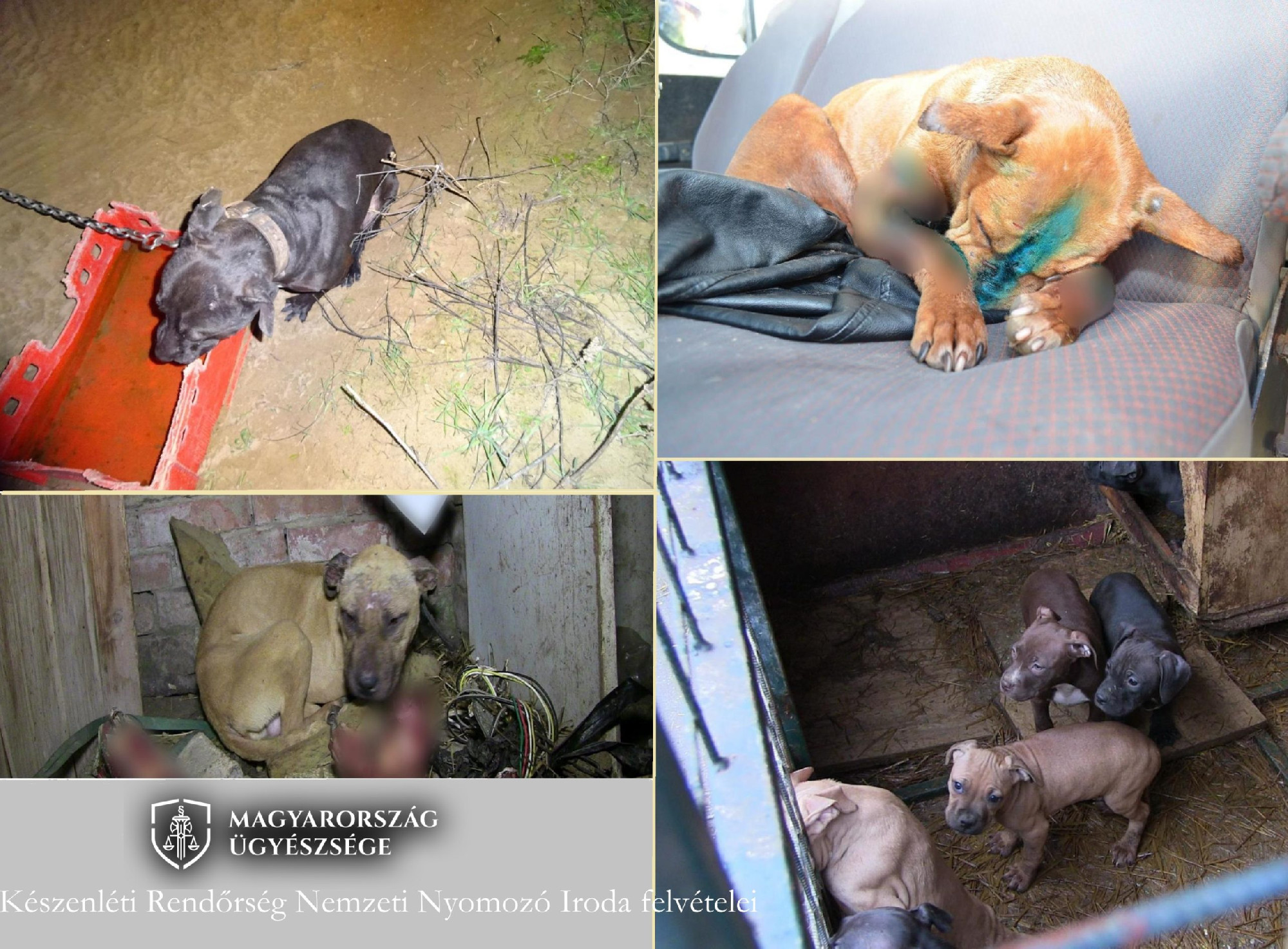 A legyőzött állatokat hagyták kimúlni – kutyaviadal-szervezők ellen emeltek vádat