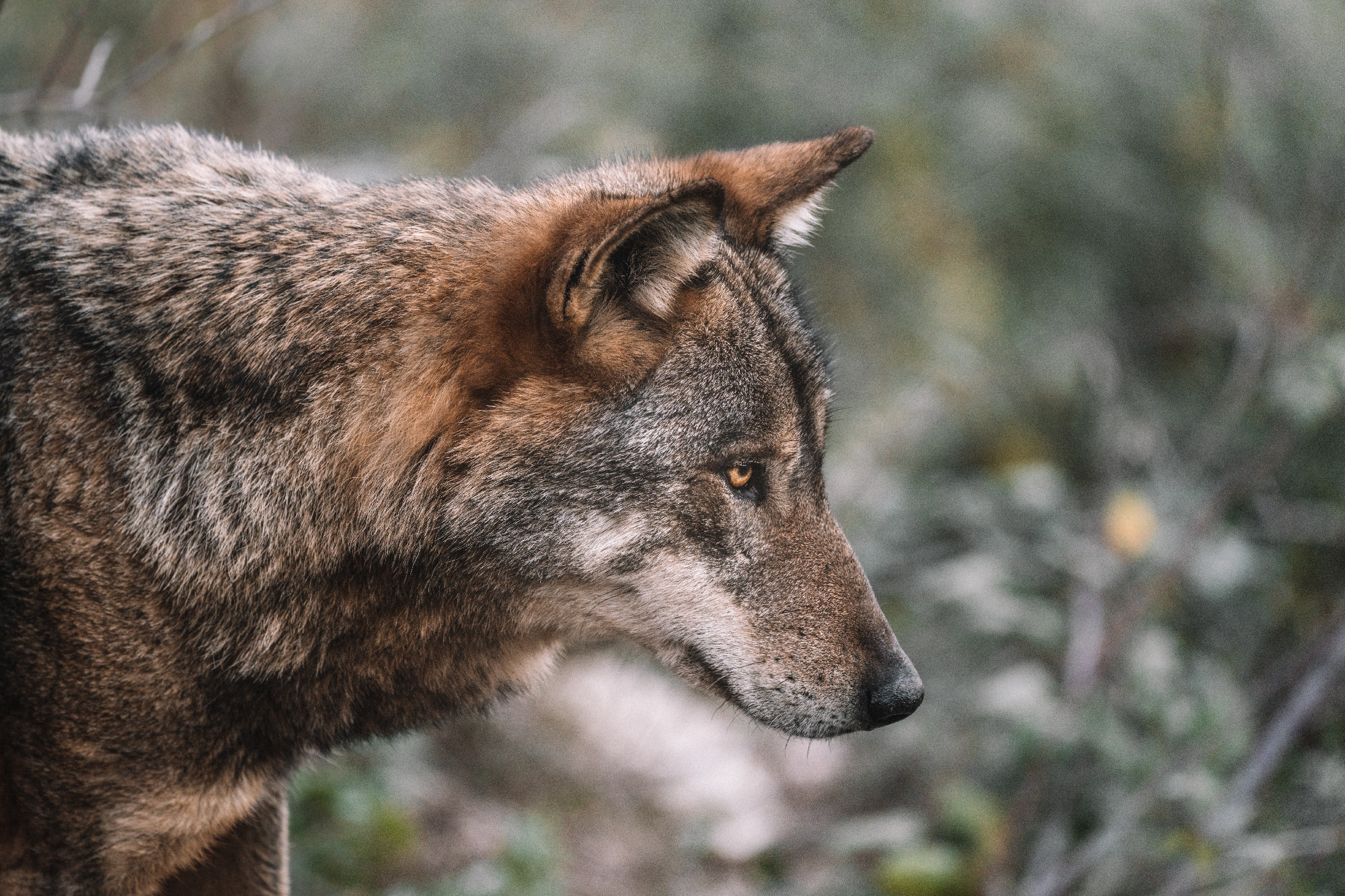  Svájcból, több mint 700 kilométer megtétele után érkezhetett egy farkas Budapest közelébe