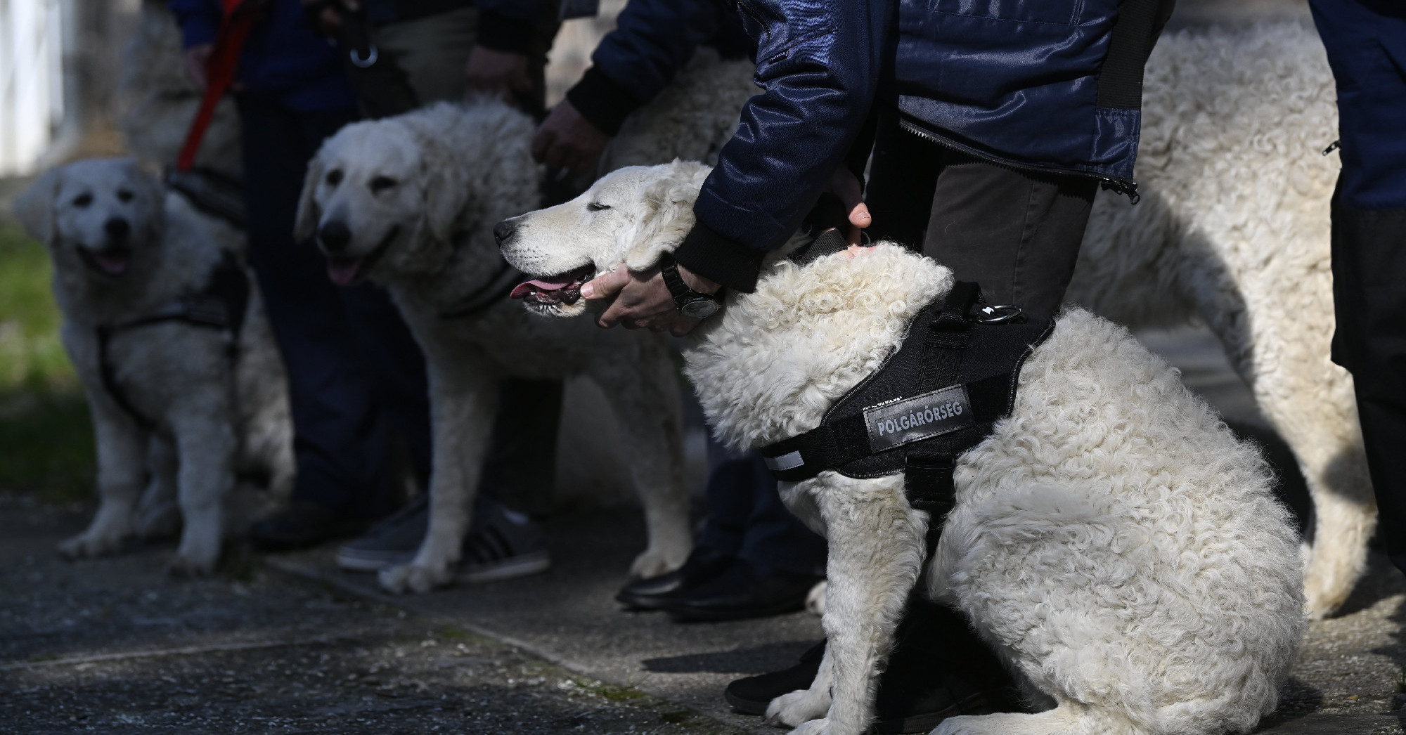 A kuvasz értéke az érzékenysége Kép