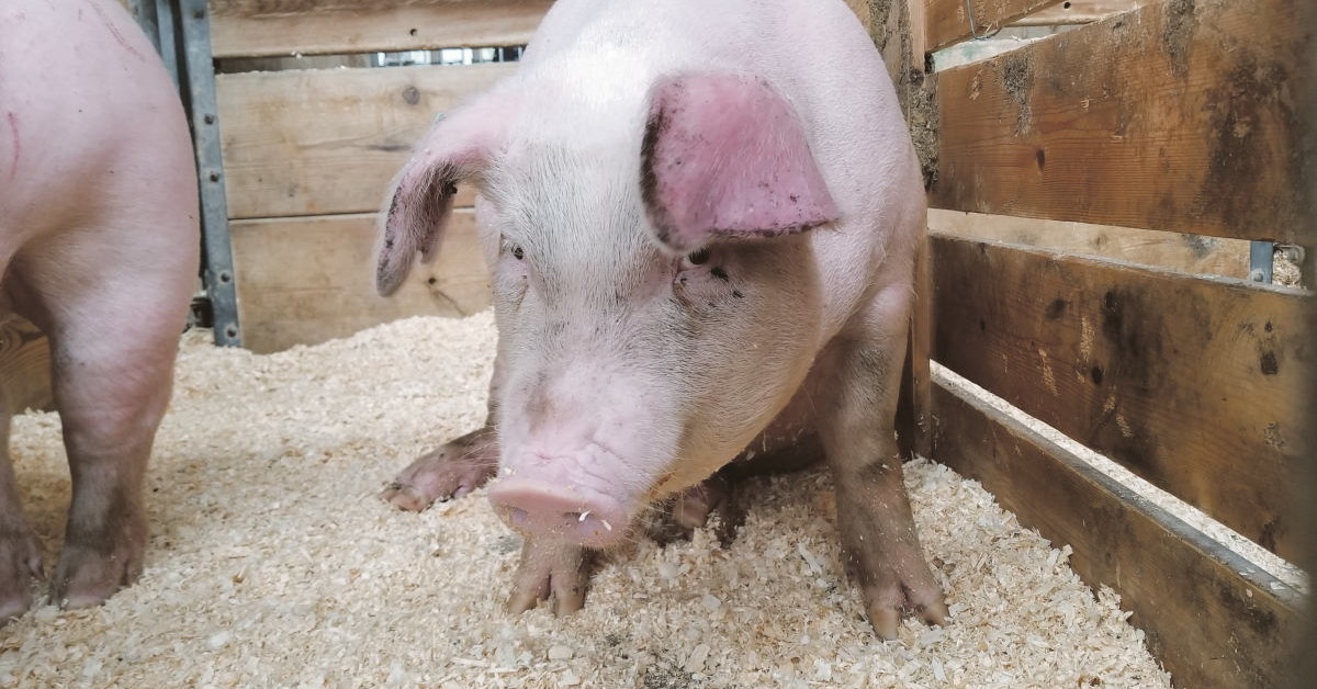 Járványügyi zárlat alá vettek három somogyi sertéstelepet