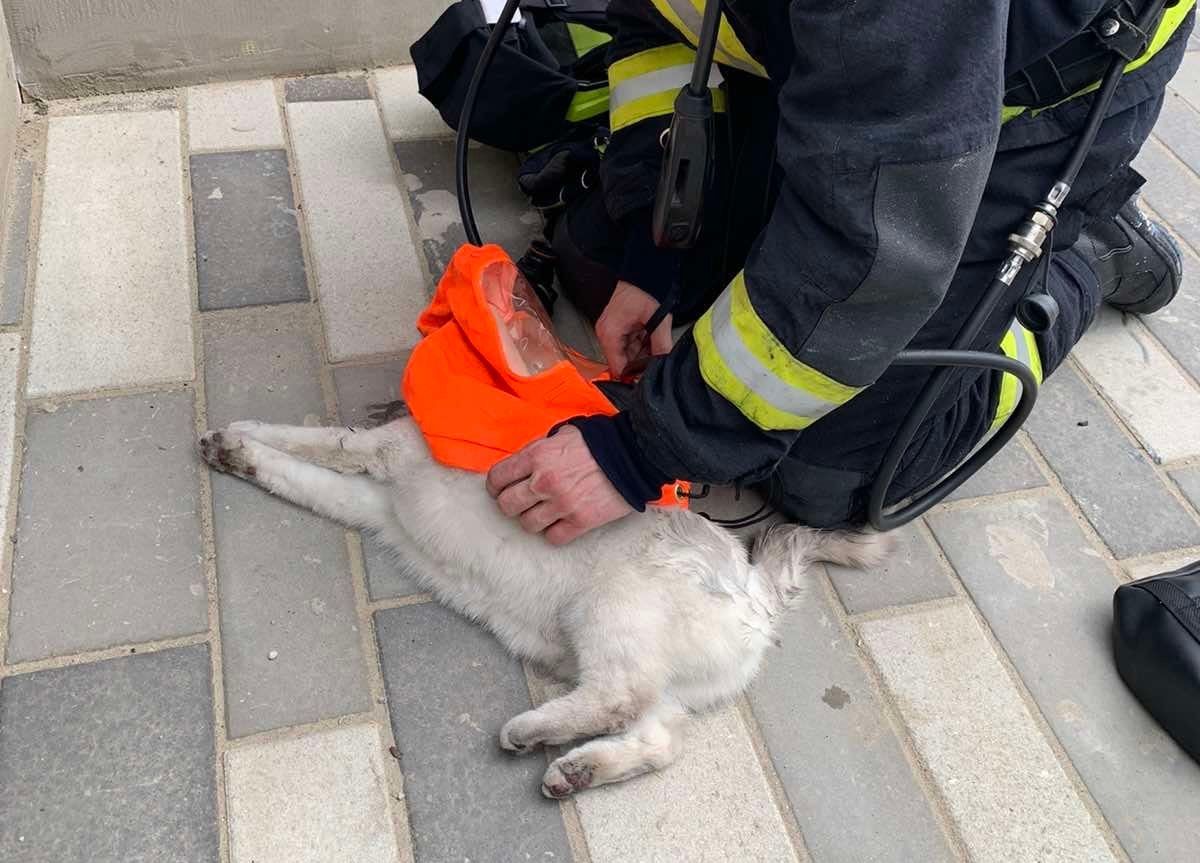 Tűzoltók lélegeztettek egy macskát