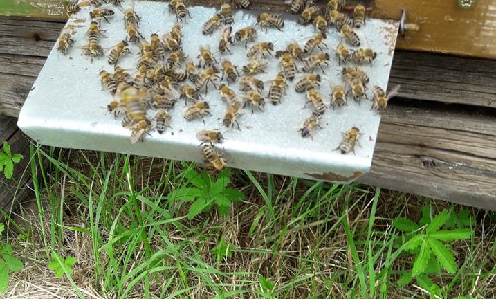 Méhpusztulás Magyarországon: odaveszhet a jövőnk a méhekkel