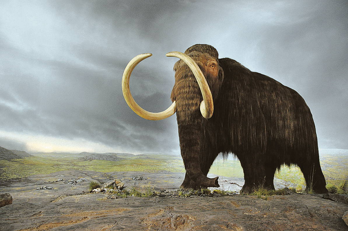 Feltámasztaná a tízezer éve kihalt gyapjas mamutokat egy amerikai vállalat