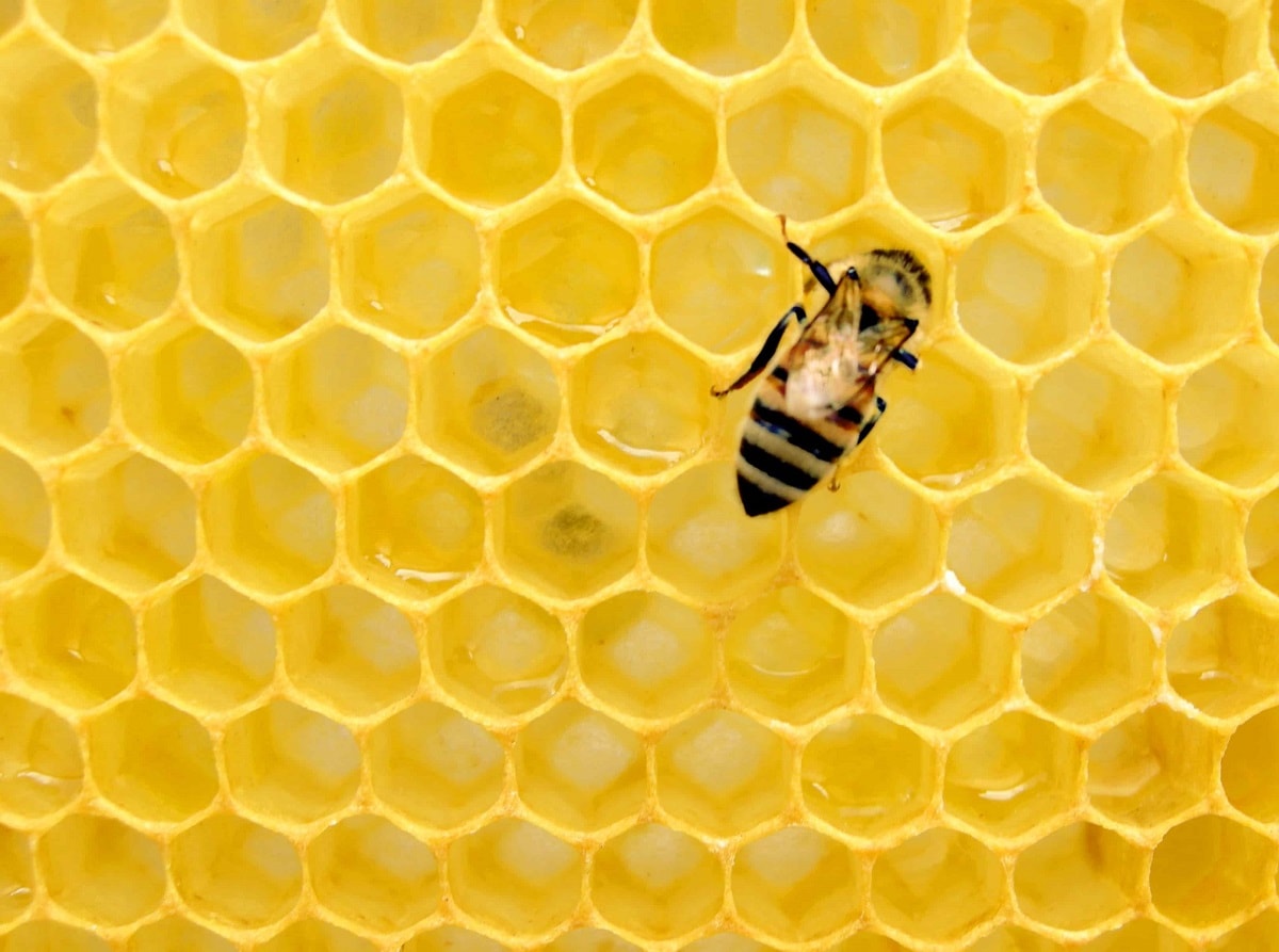 Lezárult a „Mentsük meg a méheket és a gazdákat!” petíció