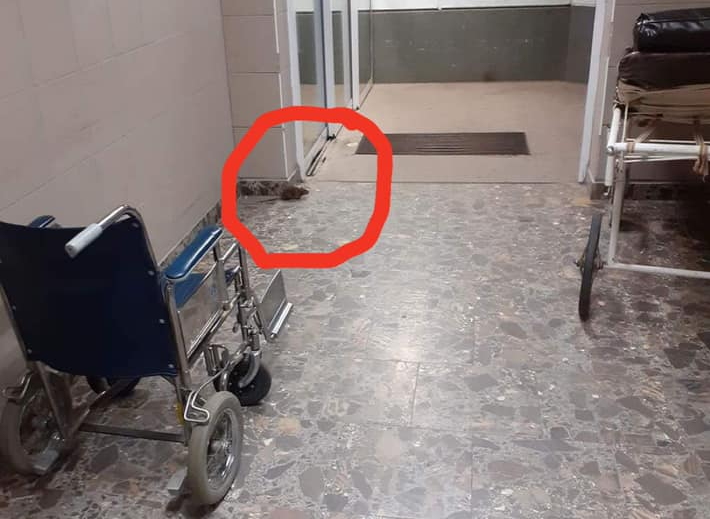 Patkány a kórház folyosóján