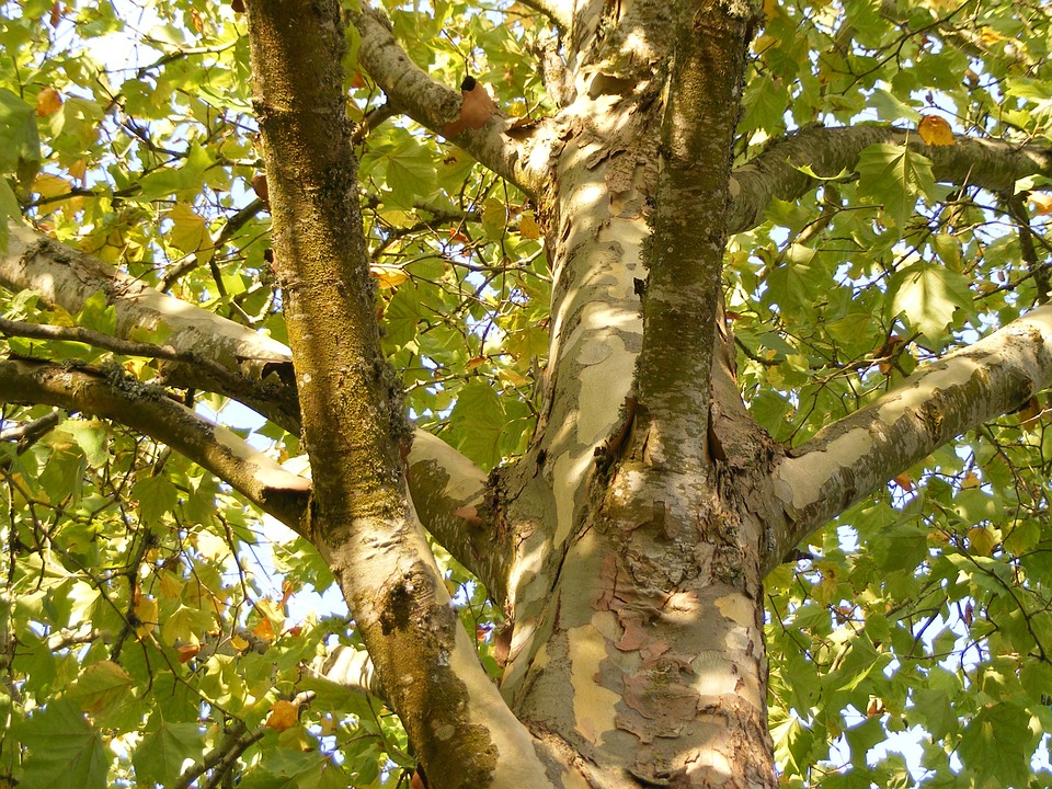 Harminc-negyven éves fákat vágnak ki Csopakon
