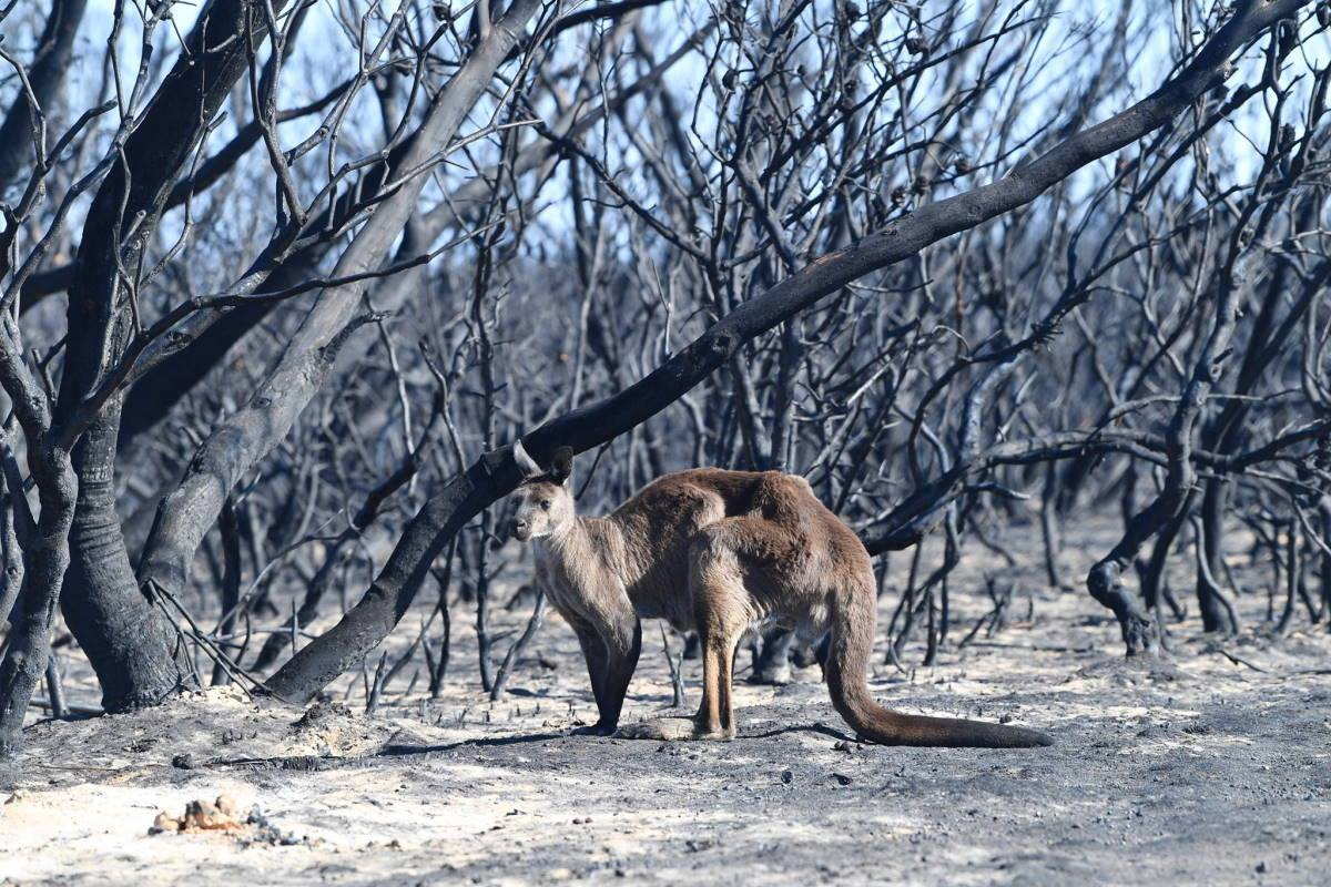 Már több mint egymilliárd állat pusztult el az ausztráliai tűzvészben, de a legrosszabb csak most jön