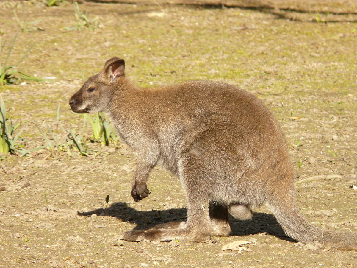 Elgázoltak Orosházán egy kengurut