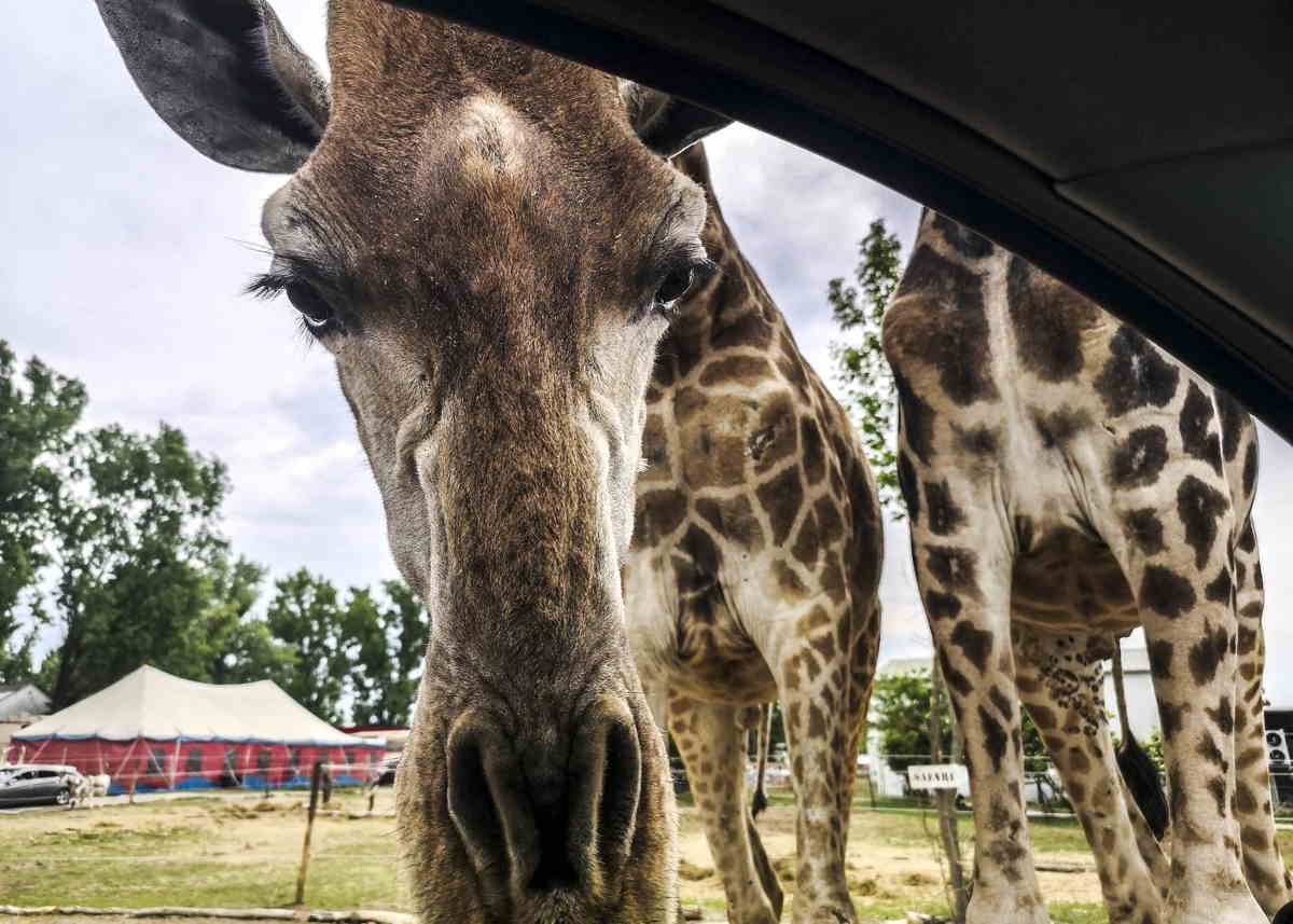 A magyar falu, ahol zsiráf dugja be a fejét a kocsi ablakán