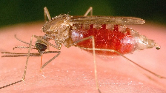 Visszatérhet a malária: az egészségügyi programok elmaradása miatt százezerek halhatnak meg