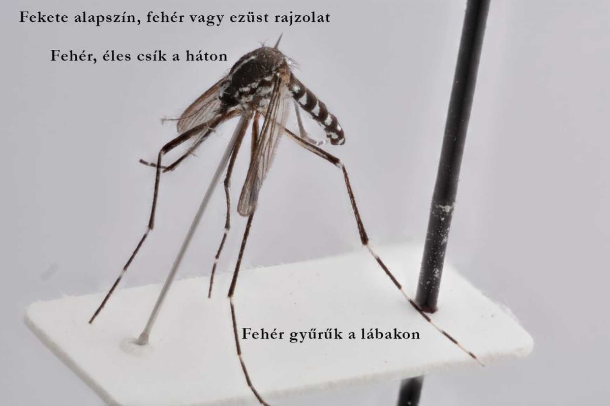 RTL: Két fővárosi kerület lakói és a szegediek sem adhatnak vért a tigrisszúnyogok miatt