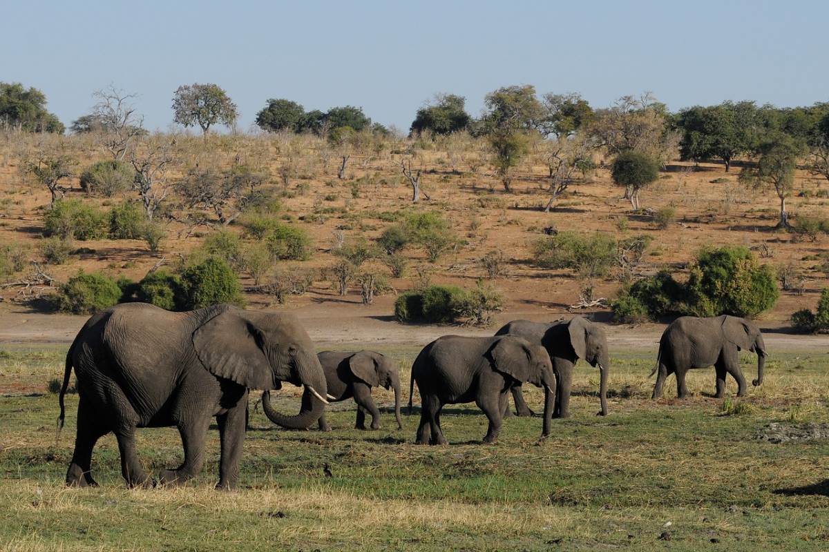Két hónap alatt több mint 350 elefánt múlt ki Botswanában