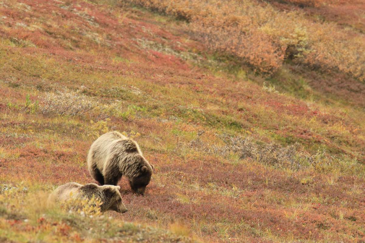 Törvénytelenül kilőhették a legnagyobb székelyföldi barnamedvét