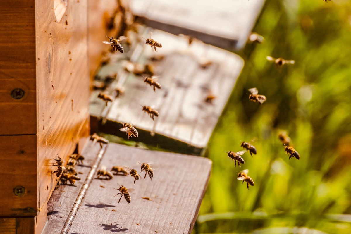Méhcsaládot telepítenek az Agrárminisztérium erkélyére