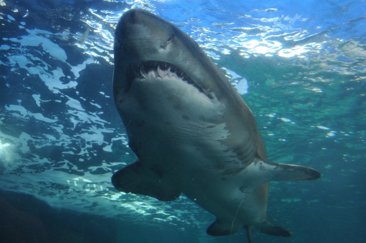 Rekordszámú cápát figyeltek meg Dél-Kalifornia partjainál