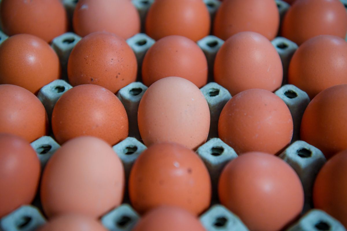 Tojásszövetség: A termelők mindent megtesznek, hogy legyen elég tojás karácsonyra