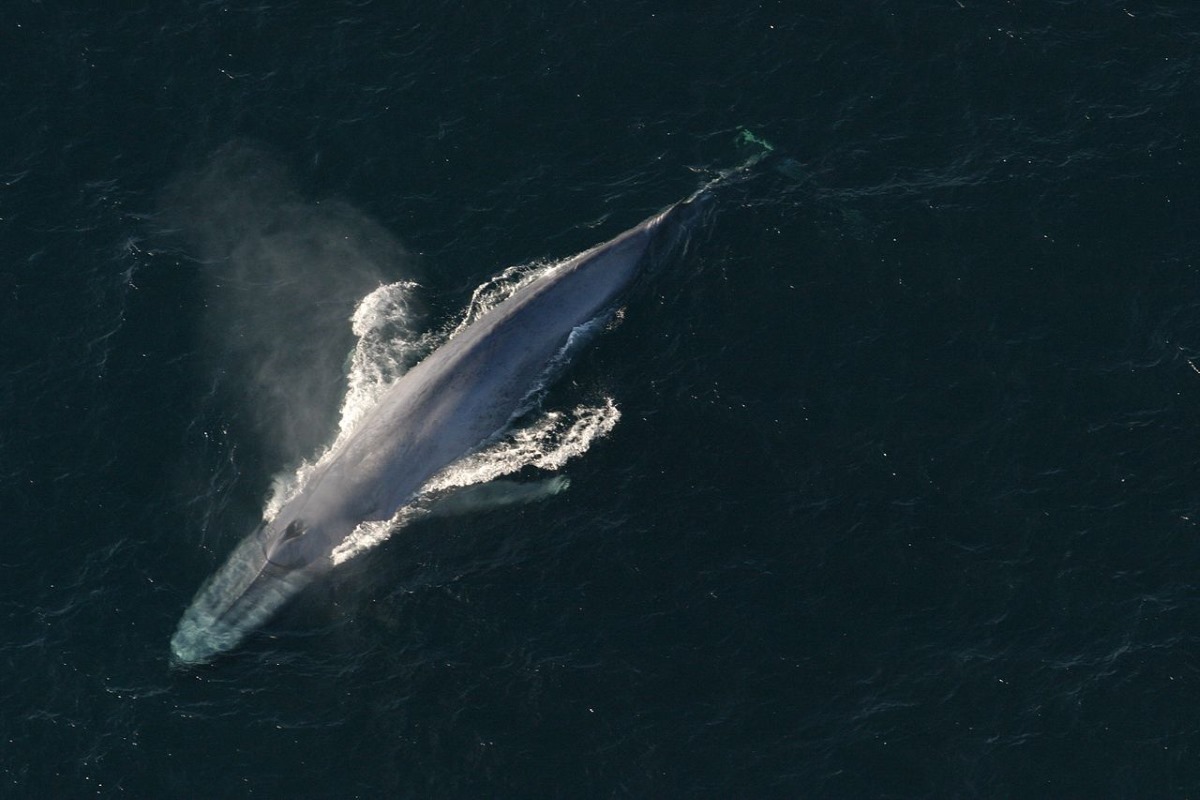 Közel negyven év után a nagy kék bálnák visszahódítják a déli sark vizeit