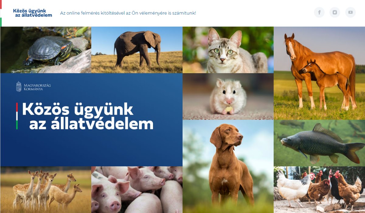 Online konzultációt indított a kormány az állatvédelemről