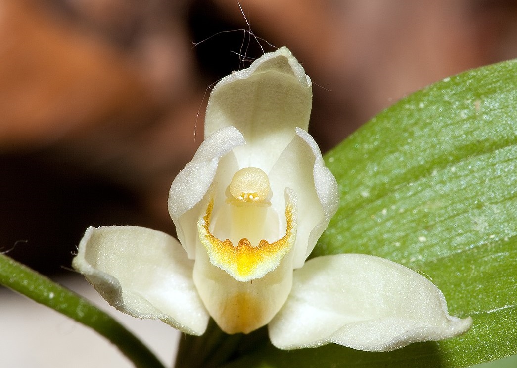 Nem csak a trópusokon élnek az orchideák – nálunk is honos hetven fajuk