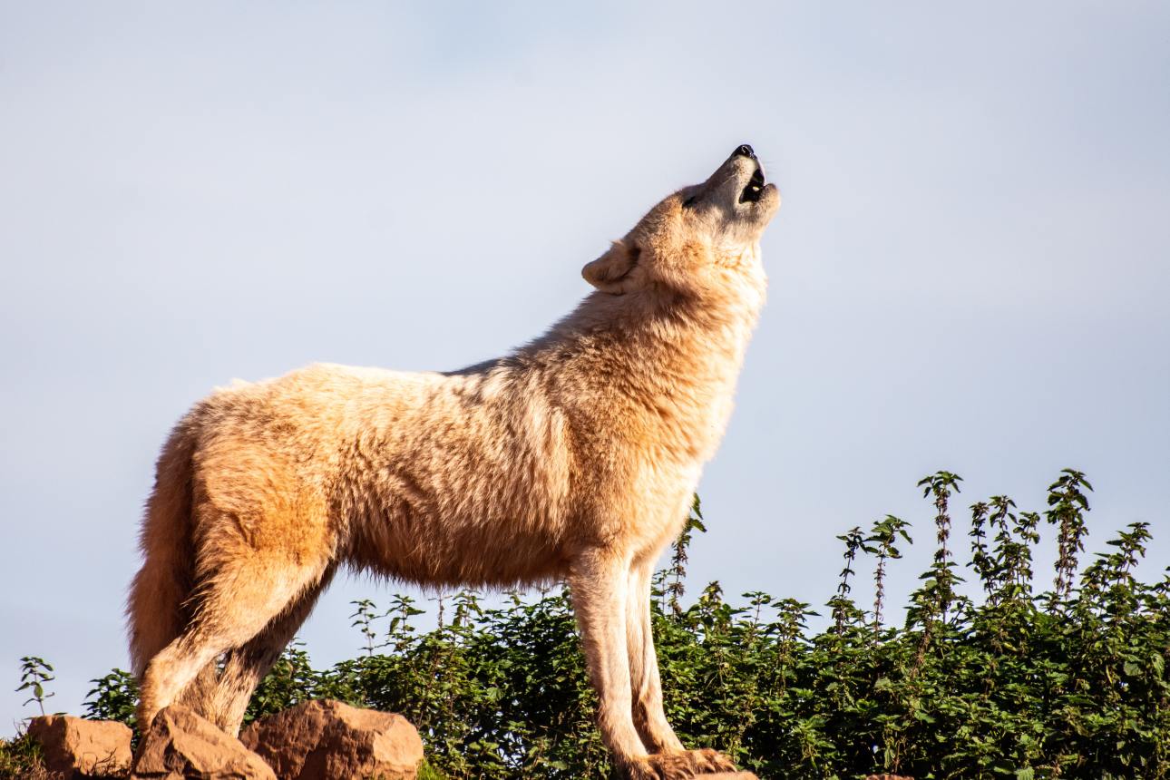Már a budai agglomerációban kóborol a Svájcból érkezett farkas 