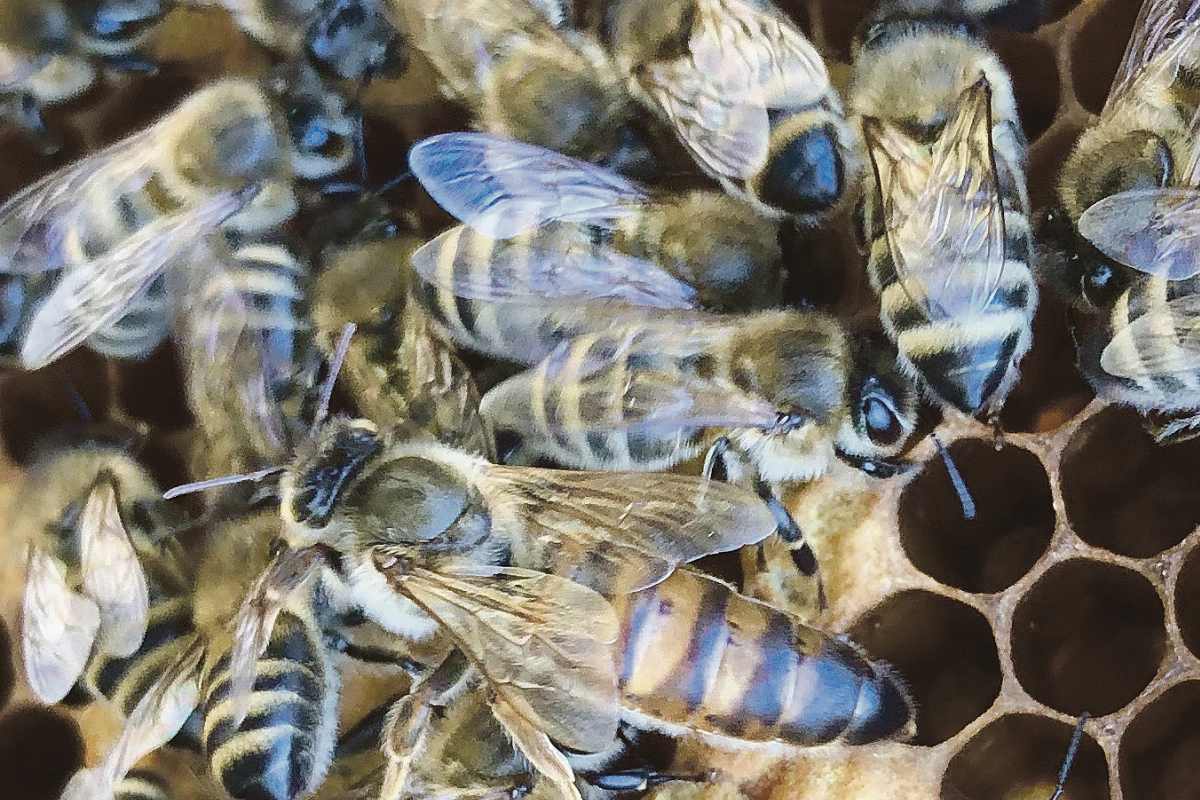 Kíváncsian várják a választ, támogatják-e a méhek védelmét az ellenzéki miniszterelnök-jelöltek