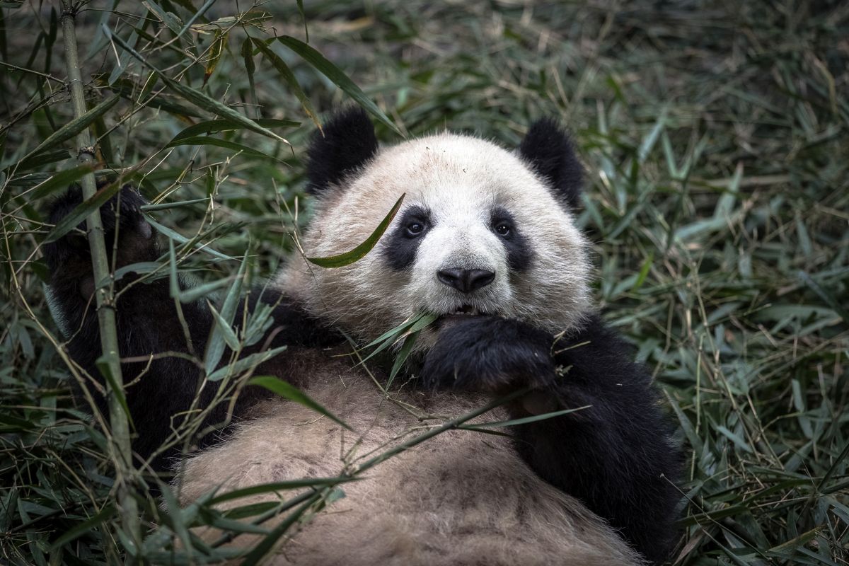 Már nem tekintik Kínában veszélyeztetettnek az óriáspandát